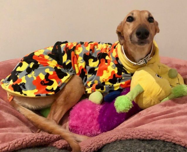 Ready For Adoption