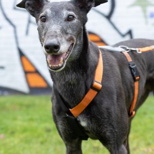 Gumtree Greys Haqihana H Harness