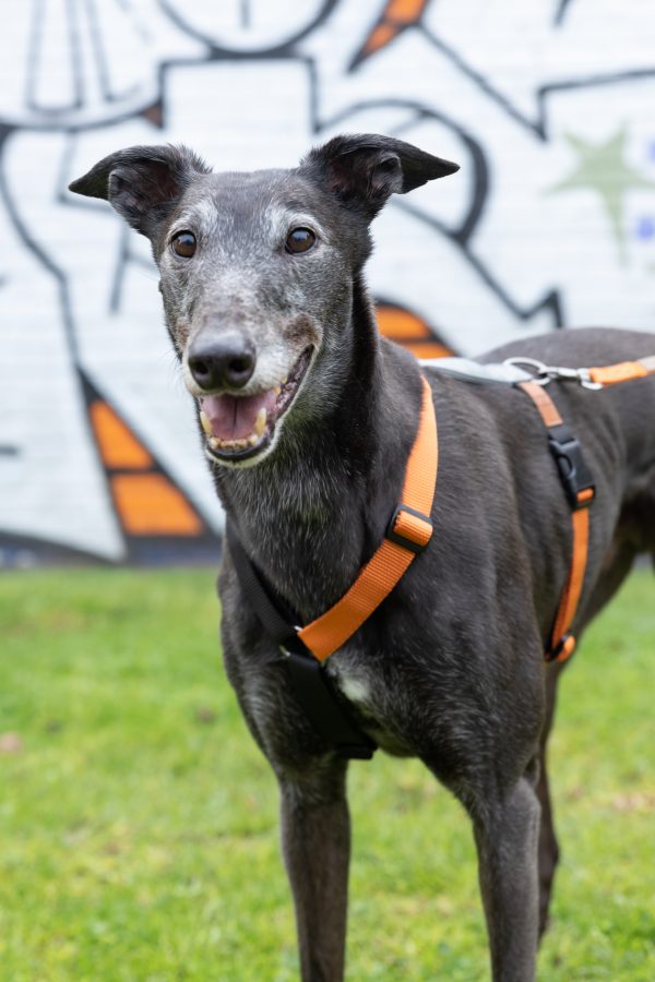 Gumtree Greys 2H Harness - Image 3