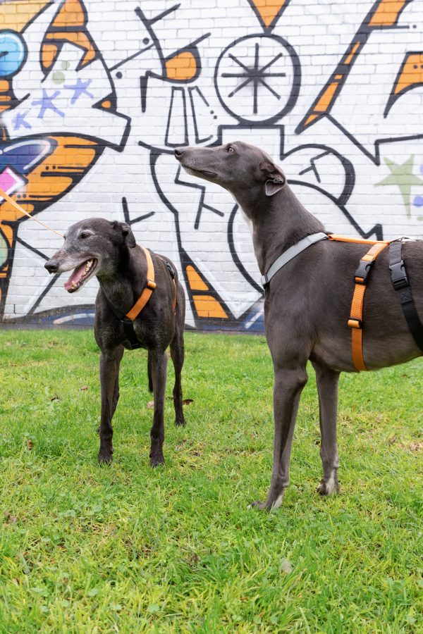 Gumtree Greys 2H Harness - Image 4