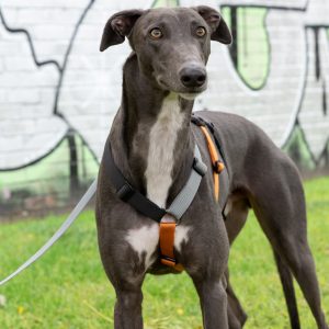 Gumtree Greys 2H Harness