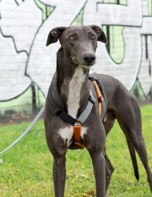 Gumtree Greys 2H Harness