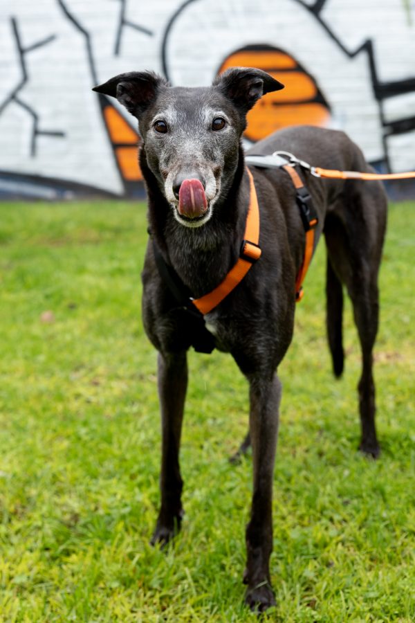 Gumtree Greys Haqihana H Harness - Image 3