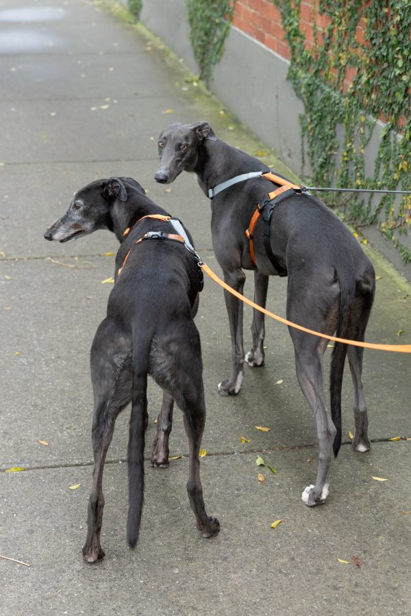 Gumtree Greys Haqihana H Harness - Image 4